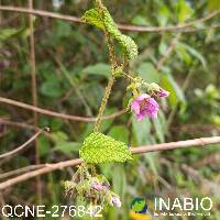 Rubus nubigenus image