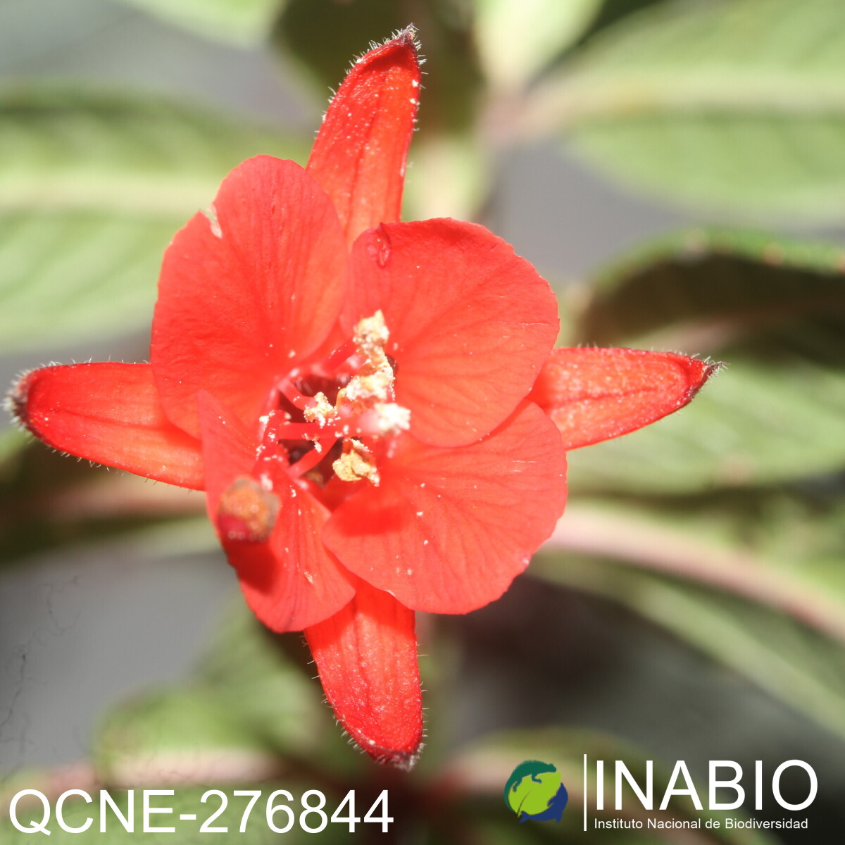 Fuchsia vulcanica image