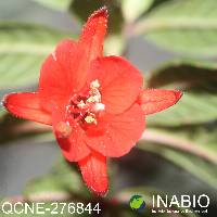 Fuchsia vulcanica image