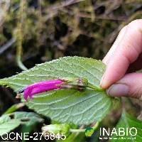 Centropogon calycinus image