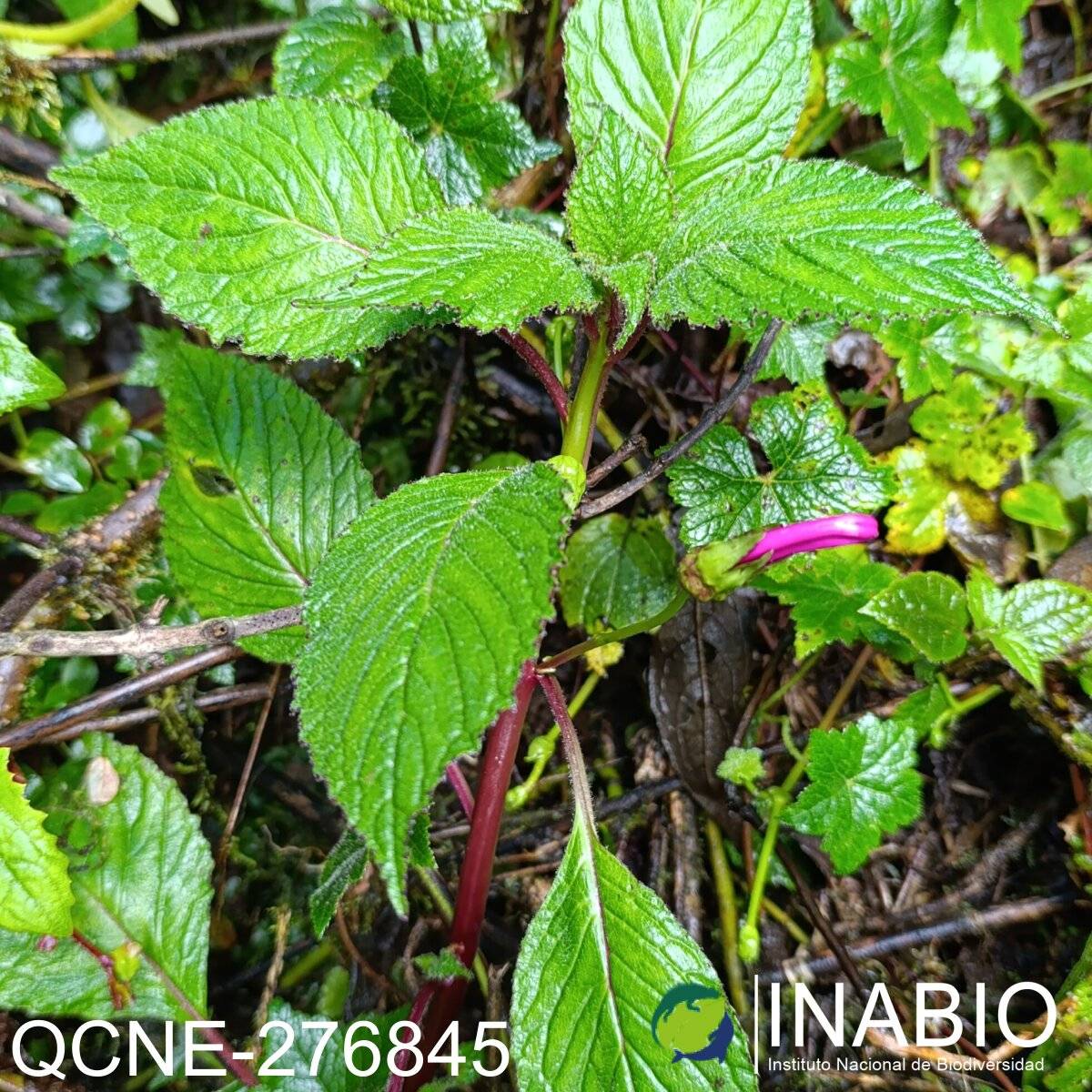 Centropogon calycinus image