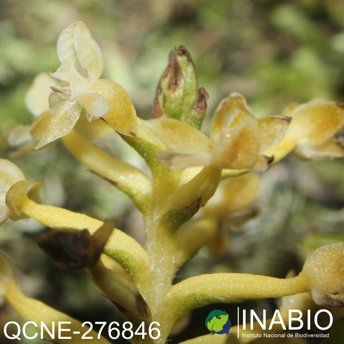 Cranichis ciliata image