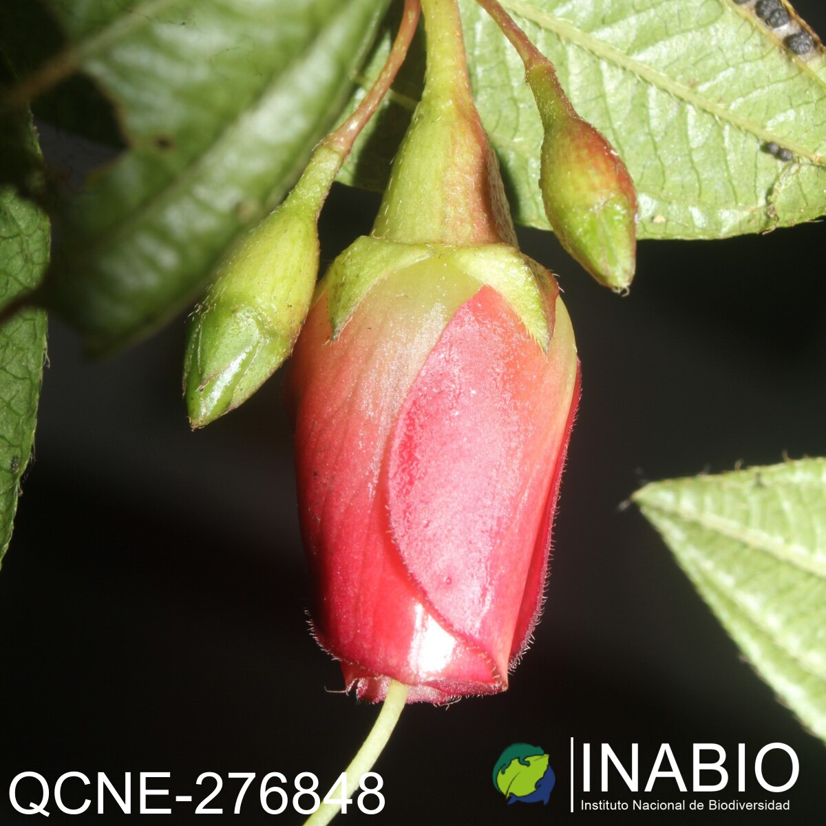 Brachyotum gracilescens image