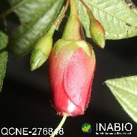 Brachyotum gracilescens image