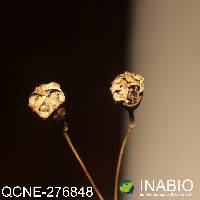 Brachyotum gracilescens image