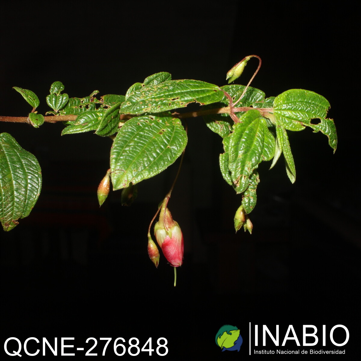 Brachyotum gracilescens image