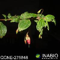 Brachyotum gracilescens image