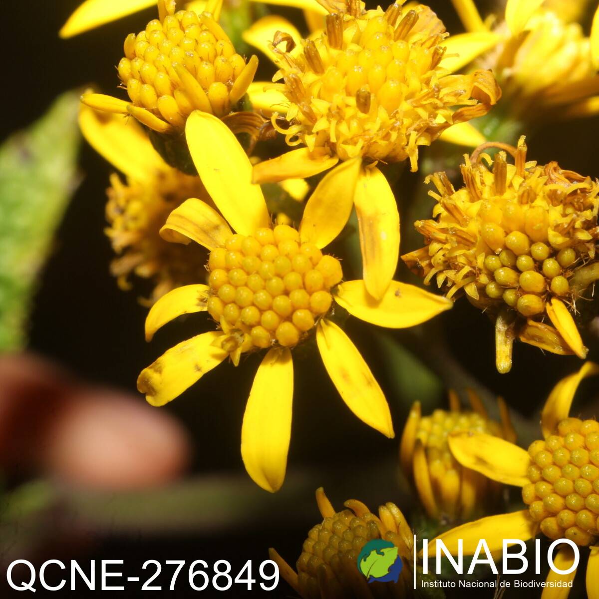 Dendrophorbium tipocochensis image