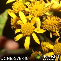 Image of Dendrophorbium tipocochensis