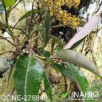 Dendrophorbium tipocochensis image