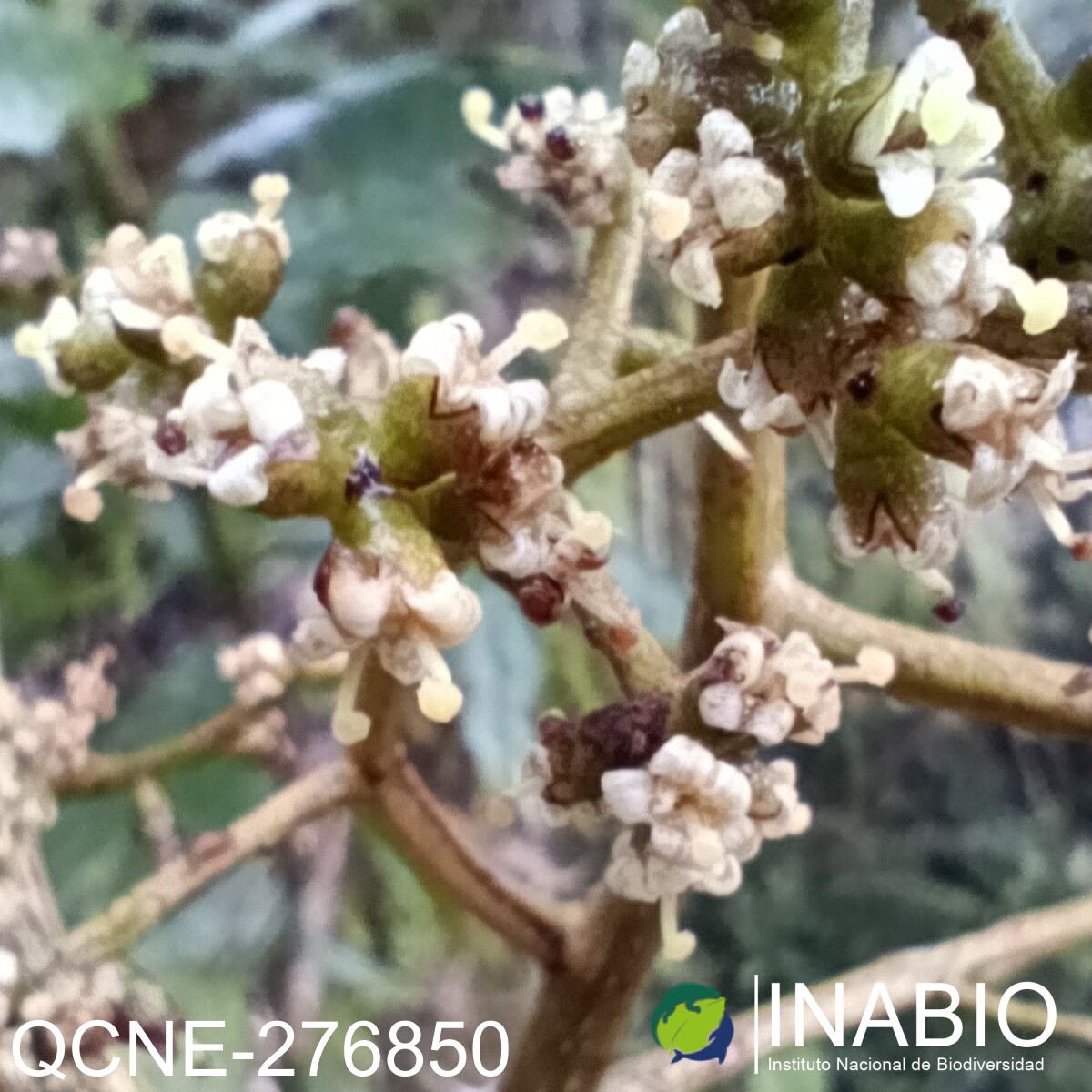 Geissanthus ecuadorensis image