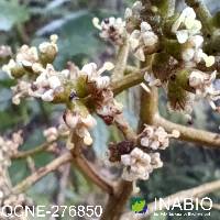 Geissanthus ecuadorensis image