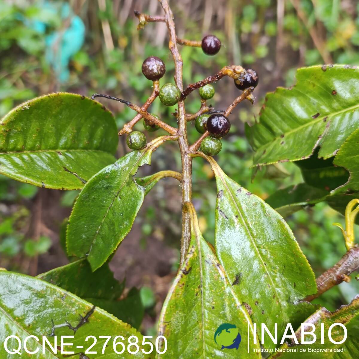 Geissanthus ecuadorensis image