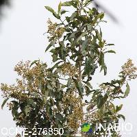 Geissanthus ecuadorensis image