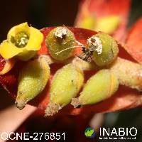 Racinaea tetrantha image