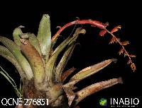 Racinaea tetrantha image