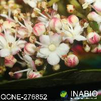 Viburnum triphyllum image