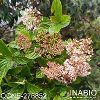 Viburnum triphyllum image