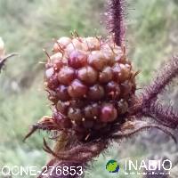 Rubus adenotrichos image