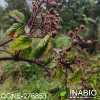 Rubus adenotrichos image