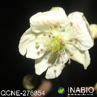 Rubus boliviensis image