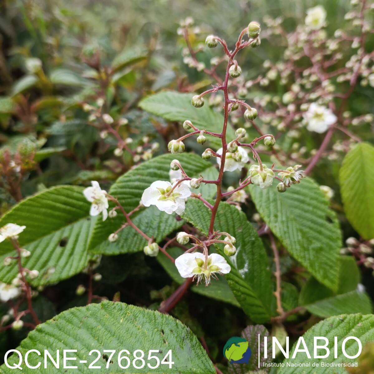 Rubus boliviensis image