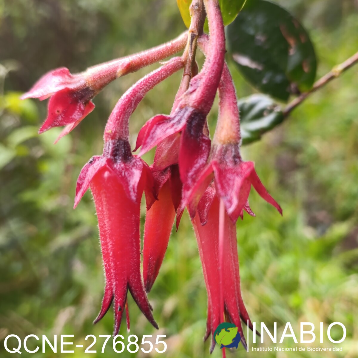 Ceratostema peruvianum image