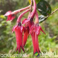 Ceratostema peruvianum image