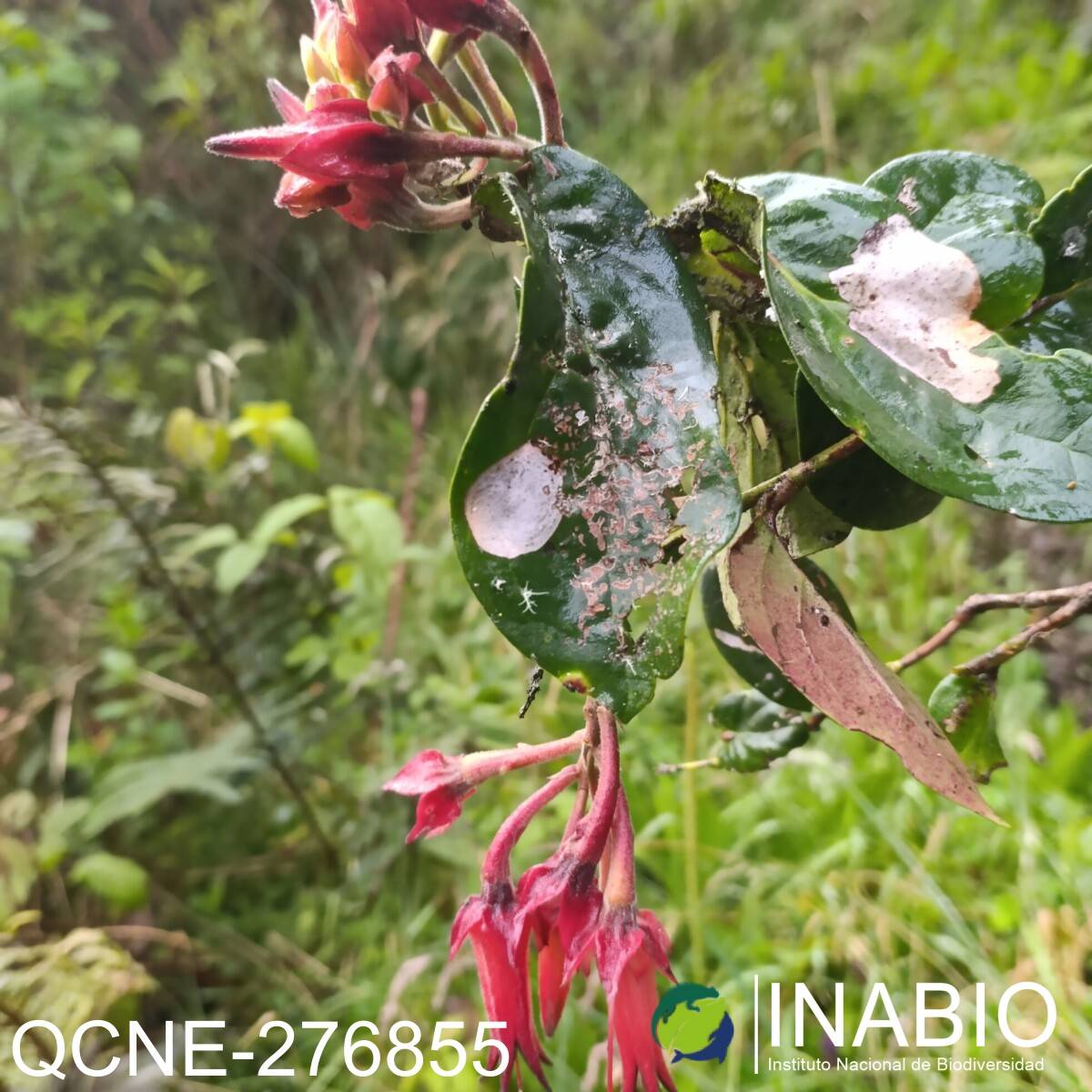 Ceratostema peruvianum image