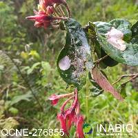 Ceratostema peruvianum image