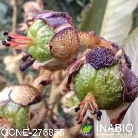 Saurauia bullosa image