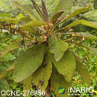 Saurauia bullosa image