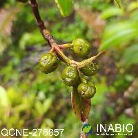 Hedyosmum cuatrecazanum image