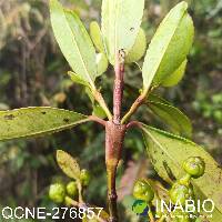 Hedyosmum cuatrecazanum image