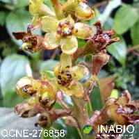 Ocotea sericea image