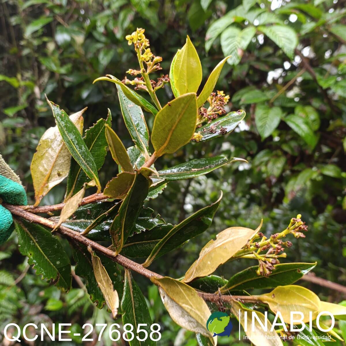 Ocotea sericea image