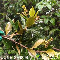 Ocotea sericea image