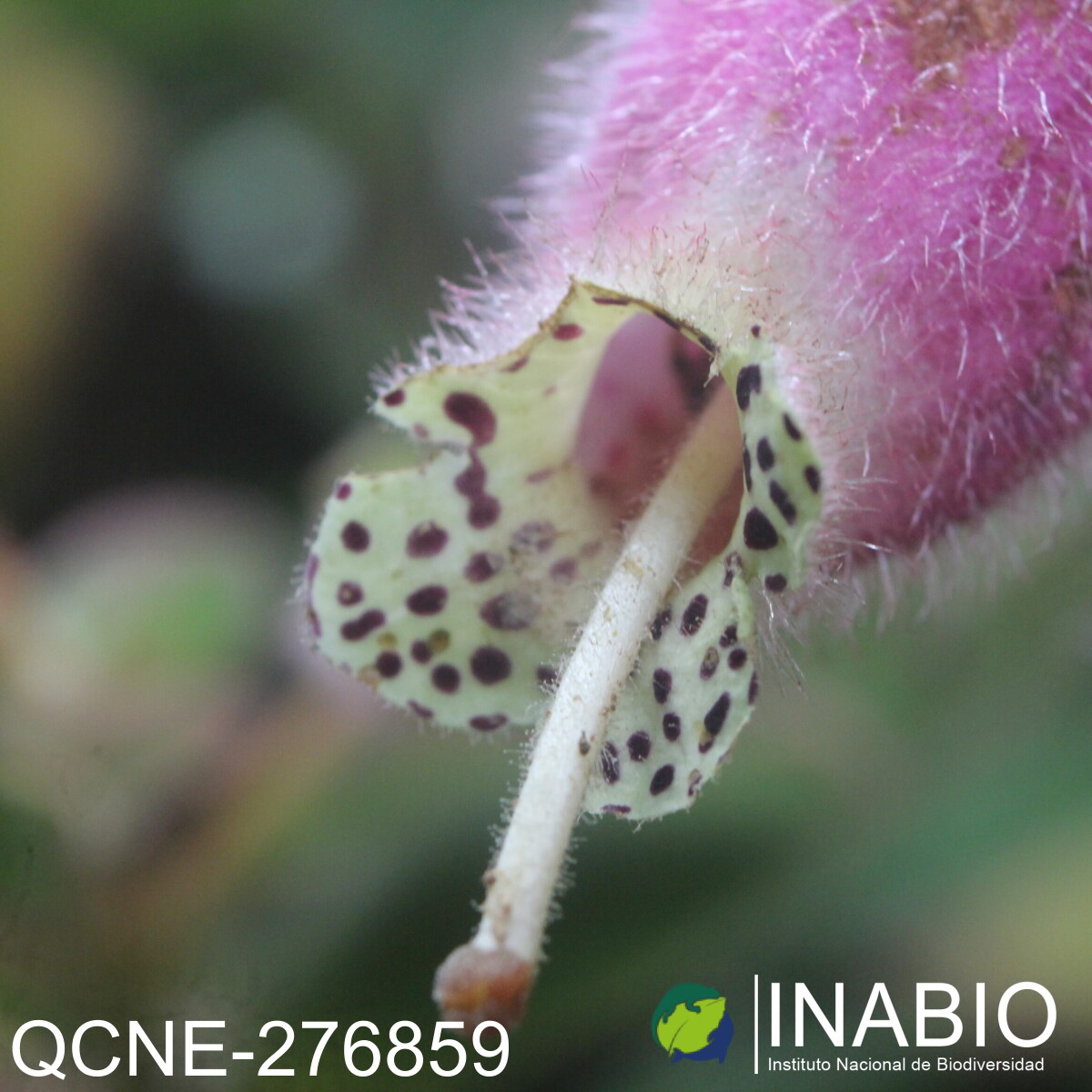 Kohleria affinis image