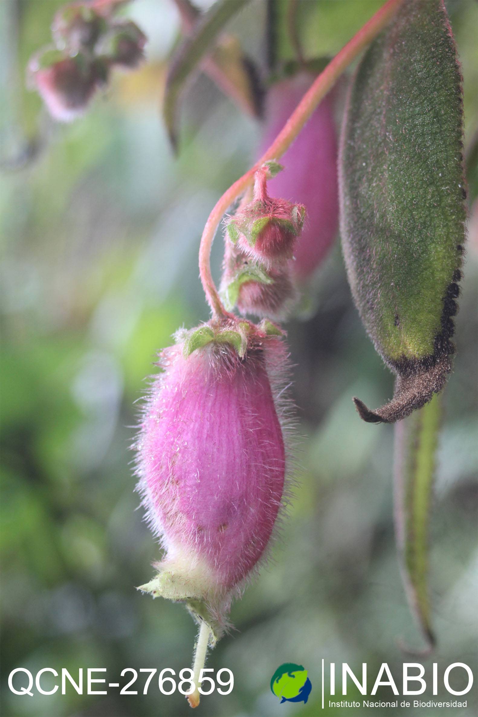 Kohleria affinis image