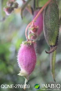 Kohleria affinis image