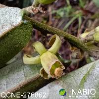 Ruagea hirsuta image