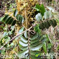 Ruagea hirsuta image