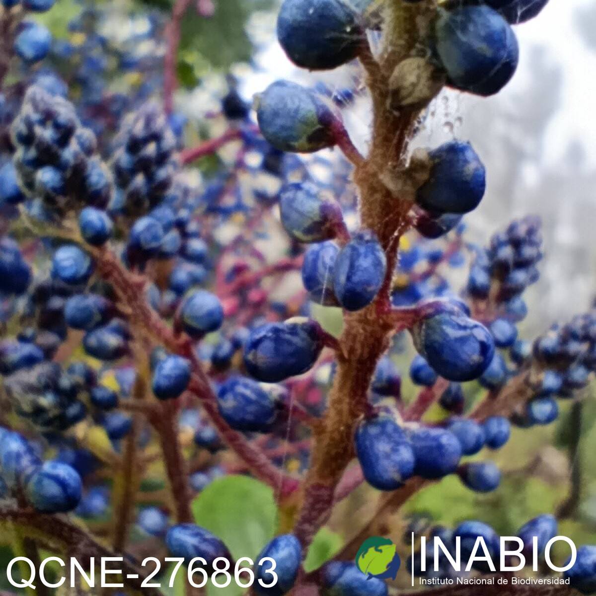 Monnina marginata image