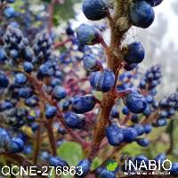 Monnina marginata image