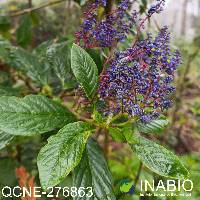 Image of Monnina marginata