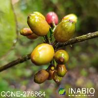 Aetanthus nodosus image