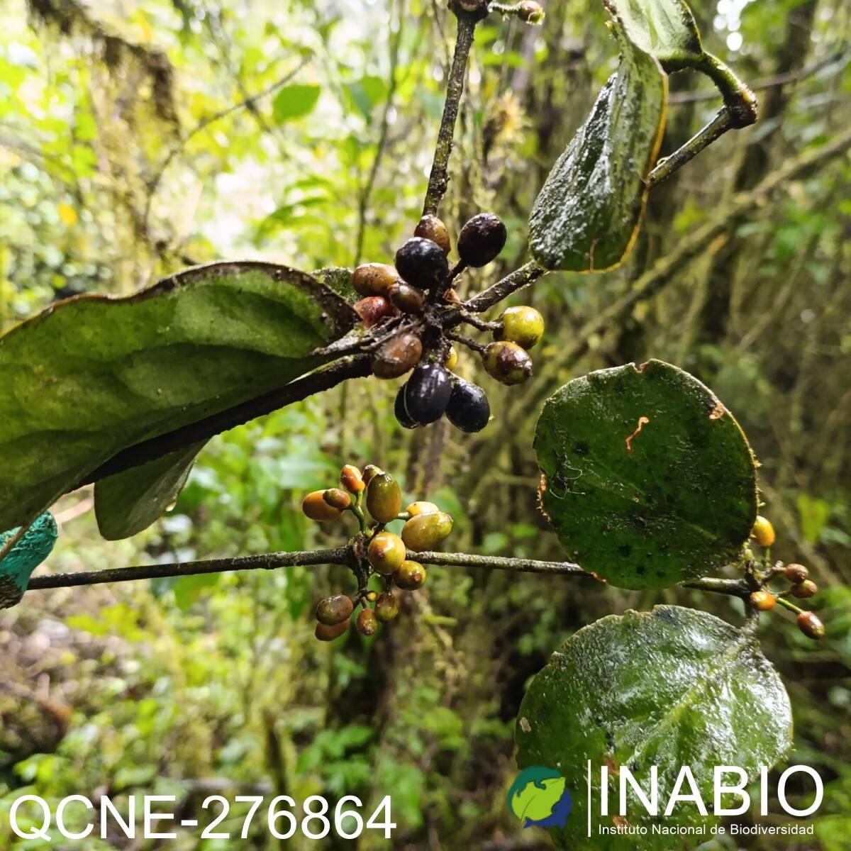 Aetanthus nodosus image