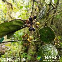 Image of Aetanthus nodosus