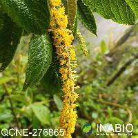 Abatia parviflora image