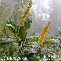 Abatia parviflora image